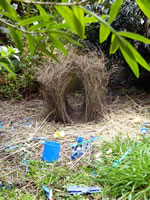 Bower bird nest