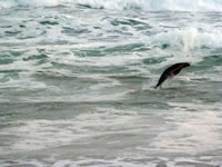 A playful seal at Johanna Beach