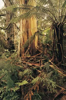 Otways bush - photo by James Lauritz